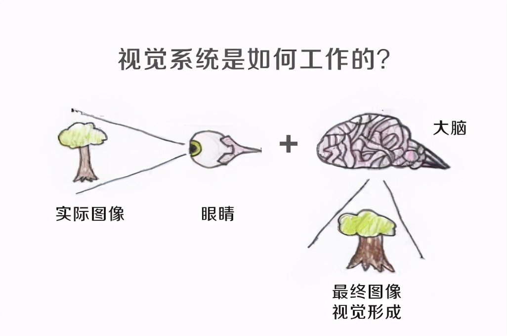 弱视的两个"秘密"__凤凰网