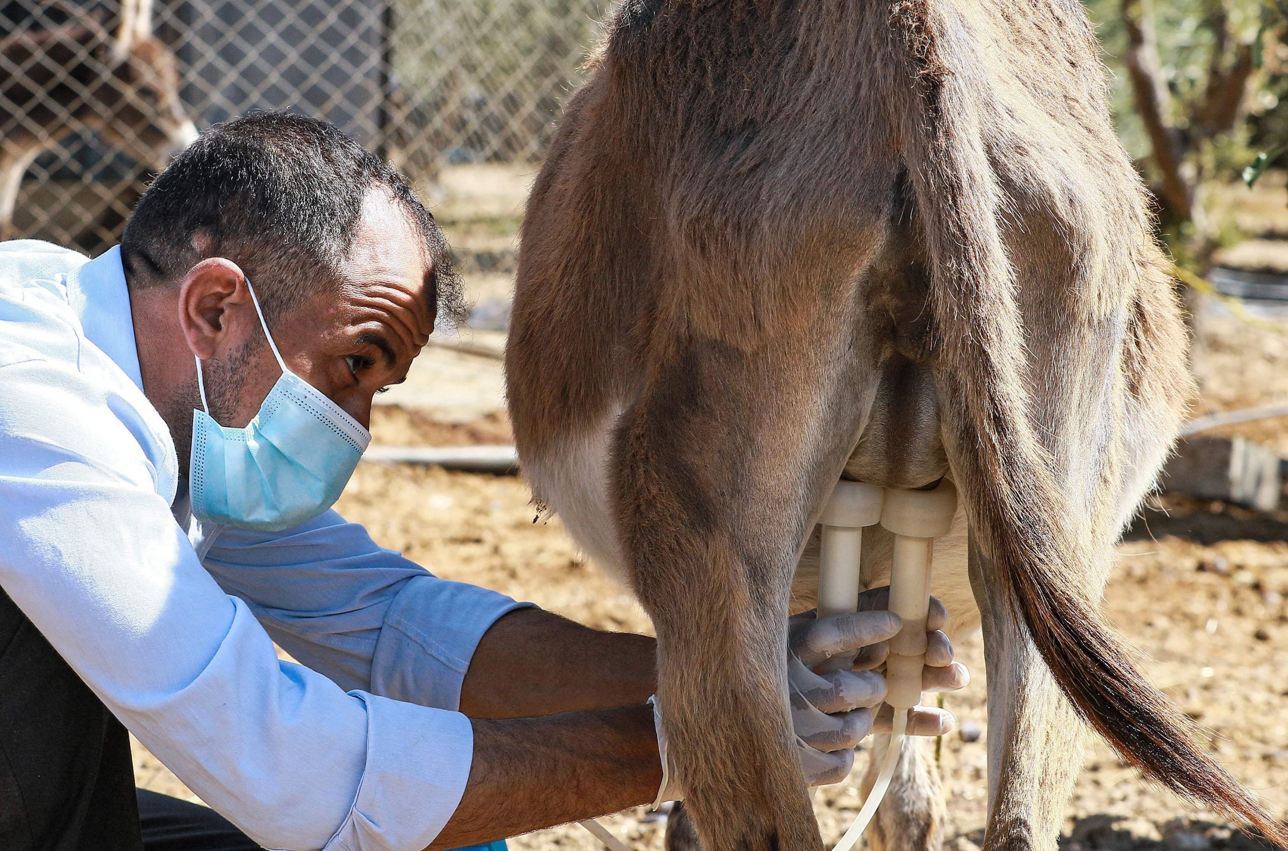 约旦人用驴奶做香皂可延缓衰老治疗皮肤病且不含化学物质