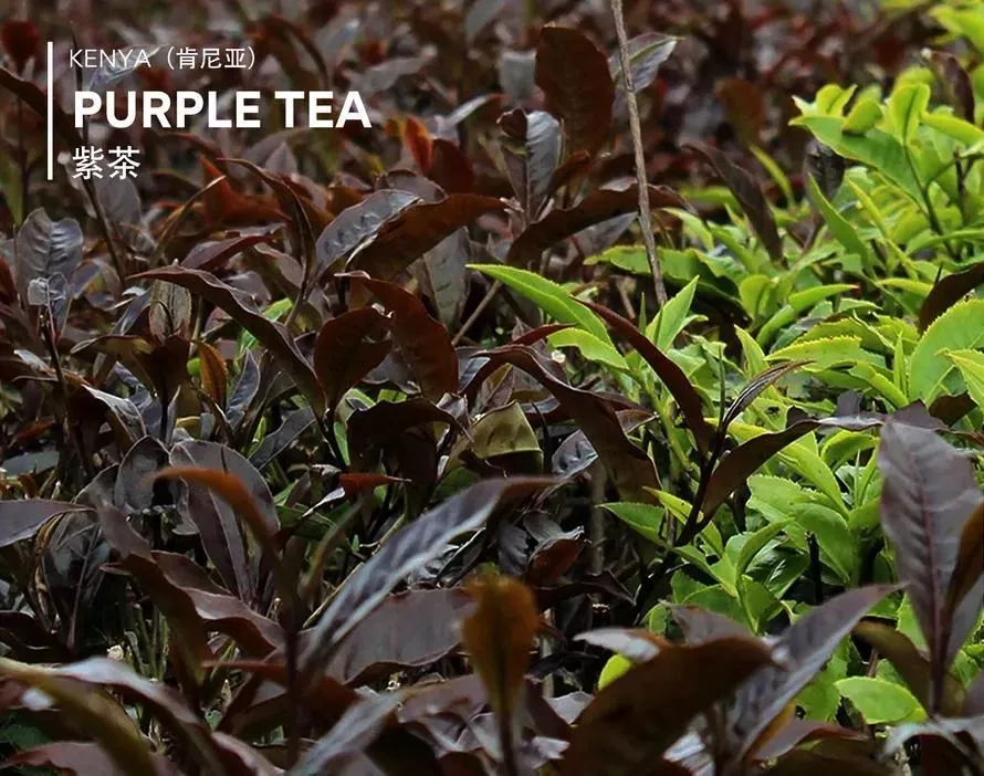 世界上的最大红茶出口国竟然不是中国是这个国家?