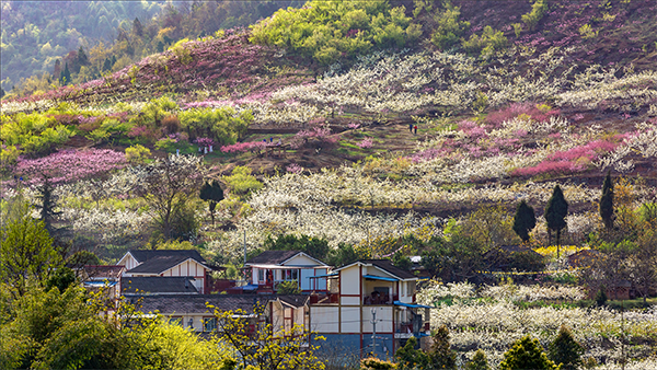 花果留香鄉村遊 熙林春色林盤採摘園(彭州市)—果徠咖啡莊園(彭州市)