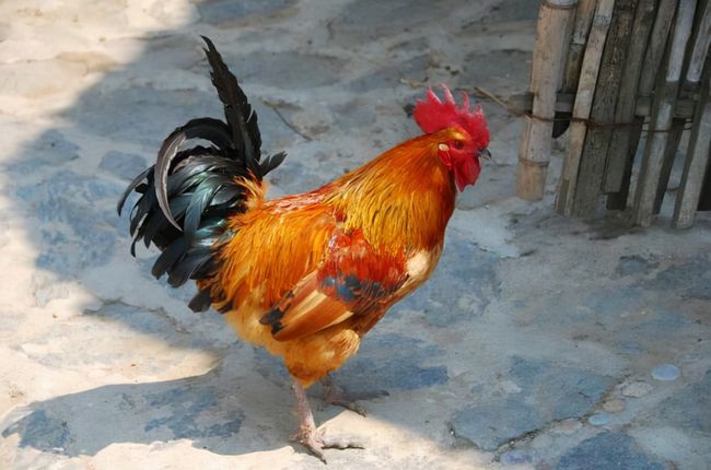 6月9日生肖鸡运势(6月生肖鸡运势如何)