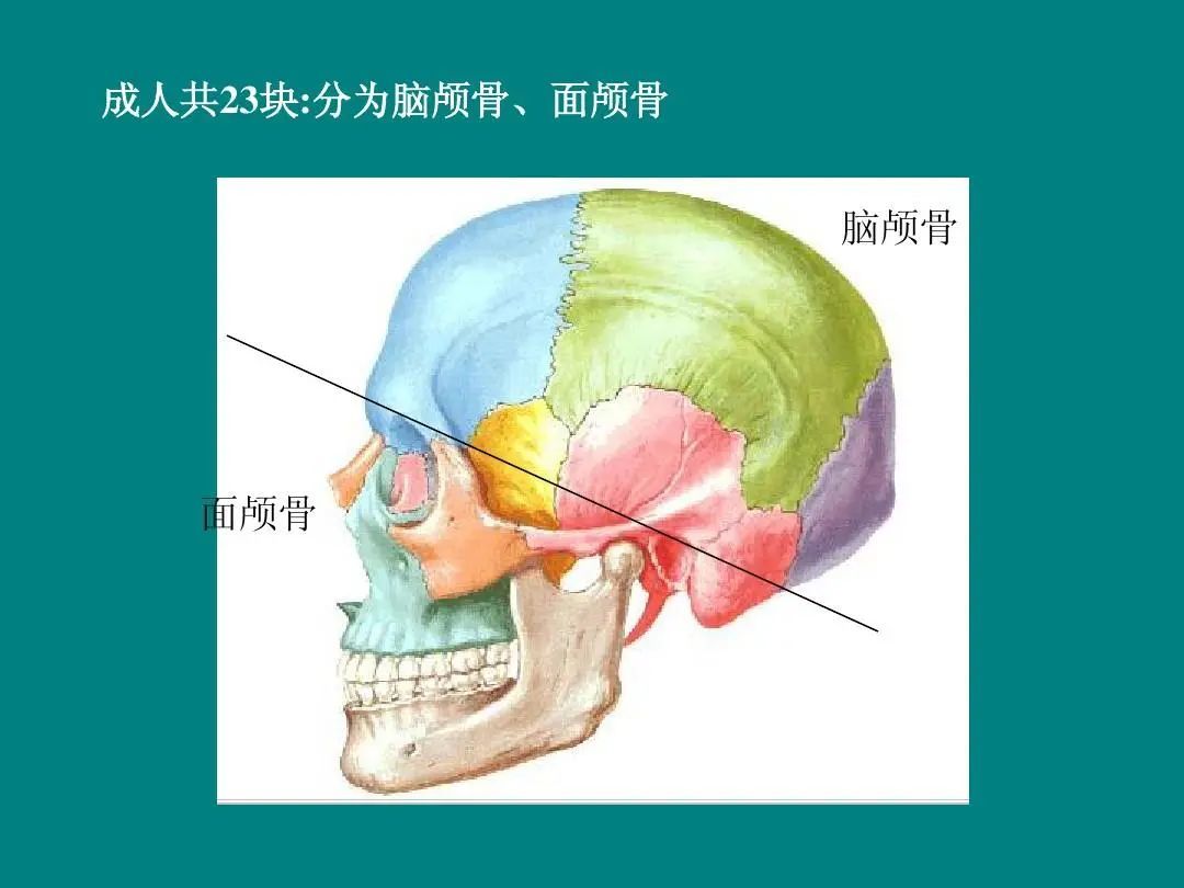 人的头骨分为两部分,脑颅和面颅