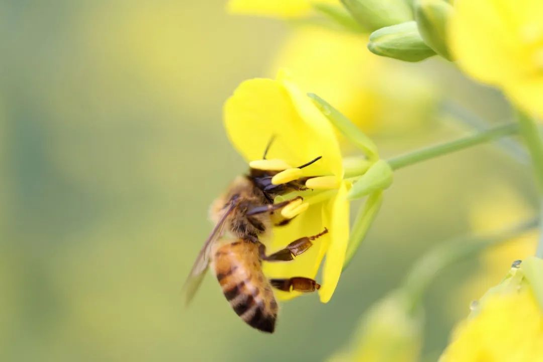 学到了吗（蜂罗隐）蜂罗隐这首古诗 第1张