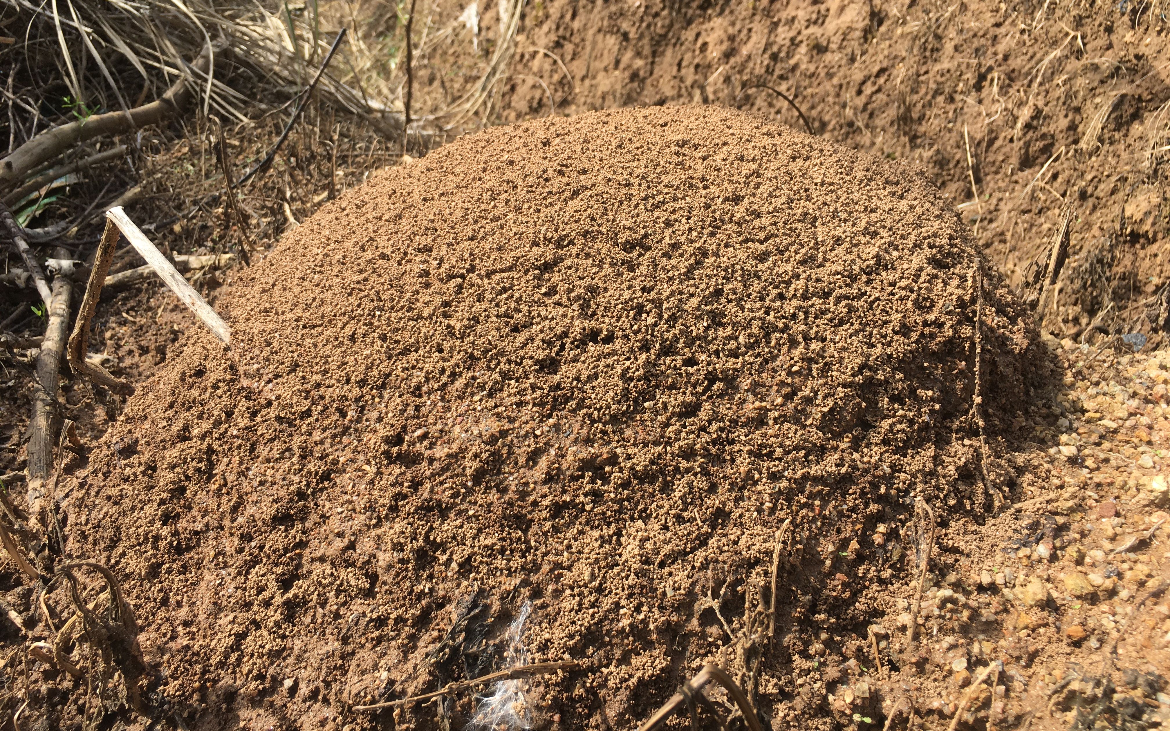 2020年10月，四川会理，一处典型的红火蚁蚁巢。陆永跃供图