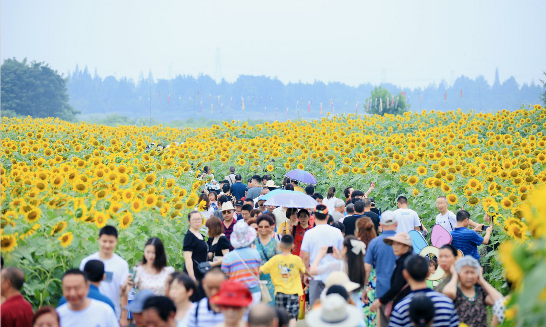温江区寿安镇第二届汪家湾花海节盛大开幕