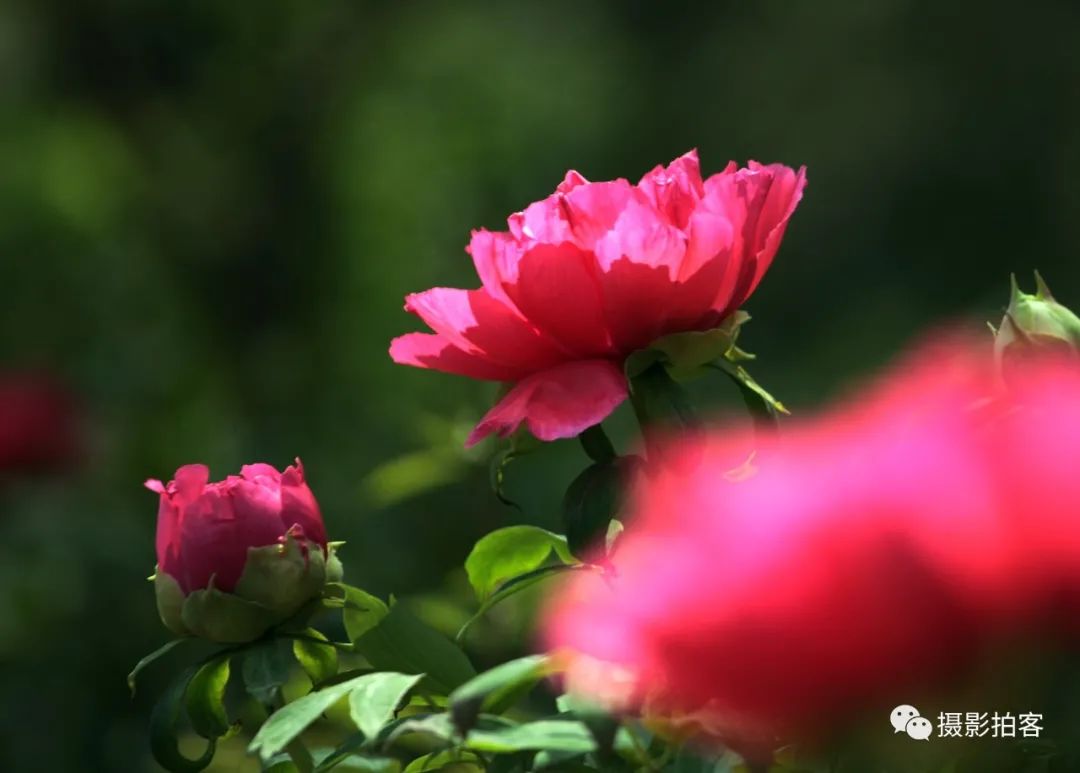 花中之王的花语