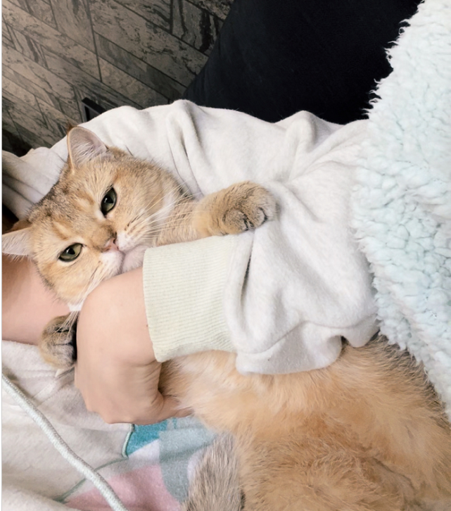 回家后,她第一件事情就是换衣服将她的爱猫一把抱在怀里,躺在床上玩耍