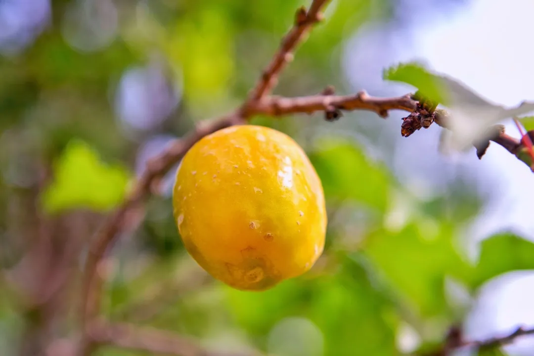敦煌季节限定,汁甜如蜜的李广杏熟了!