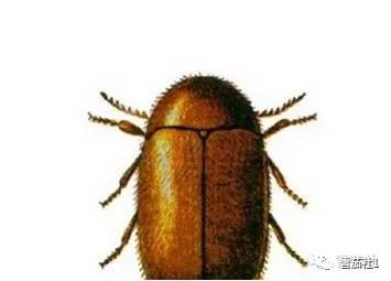 雪茄虫的形成的原因以及如何处理雪茄虫__凤凰网