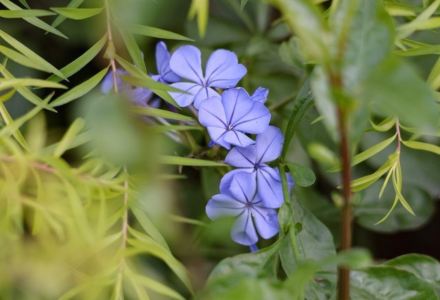 亲民远摄镜头 佳能RF100-400mm IS USM评测