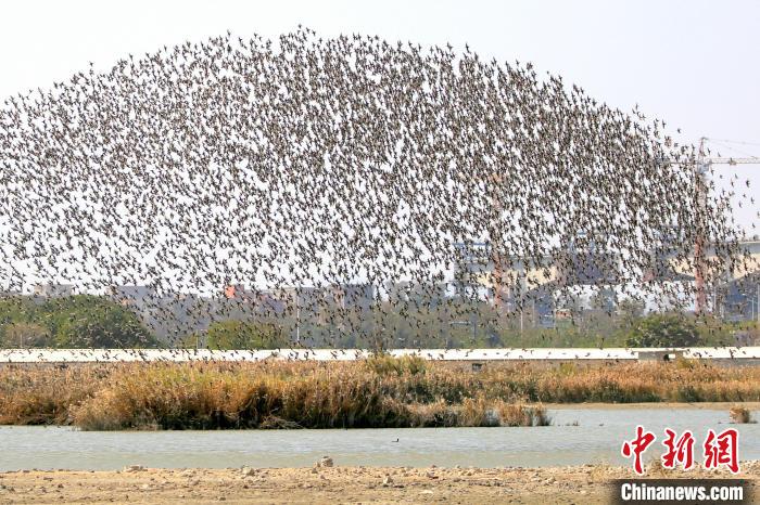 1月30日中午，约有数万只候鸟组成的巨大鸟群，在福建省石狮市湿地公园上空演绎了精彩的群飞秀。站在湿地公园的滩地上欣赏巨大鸟群感觉十分震撼，鸟群掠过头顶上空扇起巨大风声，呼啸而过，产生的视觉美让人称奇。冬季候鸟迁徙季，鸟群选择石狮歇脚已有多年。石狮竭力维护好滨海环境，使之成为候鸟栖息的家园。 茅罗平 摄 