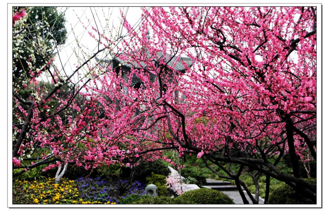 梅州市的市花图片