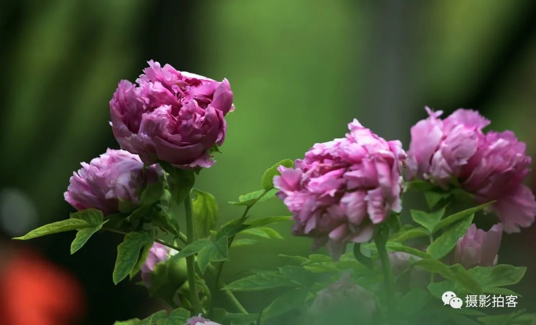 牡丹花中之王