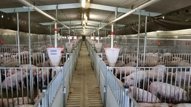 中国建成全球最大养猪场，年产猪210万头，究竟是如何做到的？__凤凰网