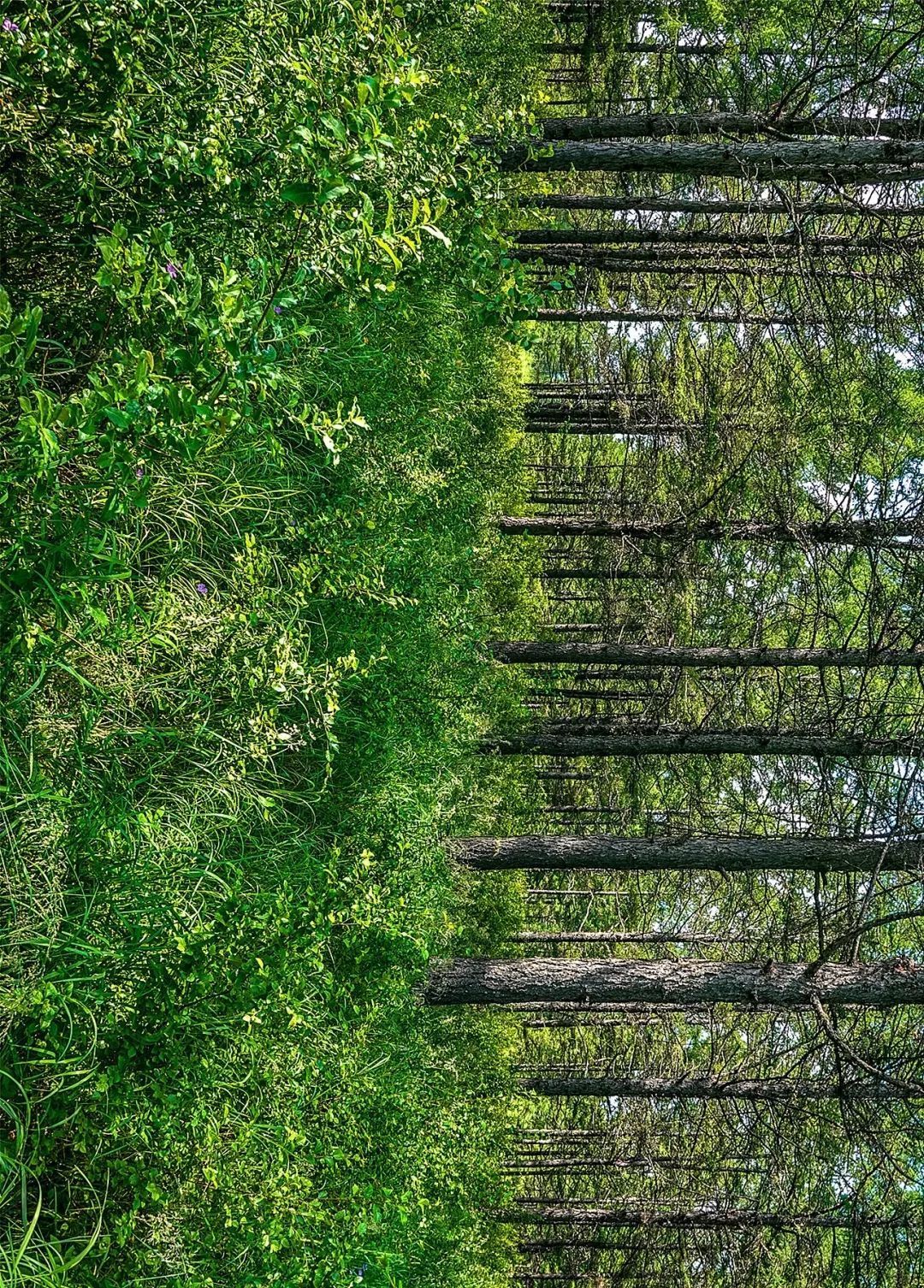 【摄影赏析】森林生态展新荣——中国著名摄影家冯凯文摄影作品欣赏