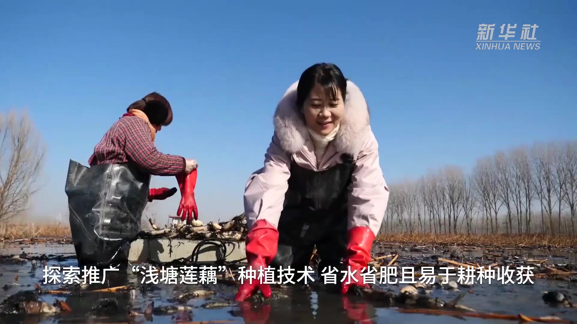 河北磁县：百亩白莲藕丰收迎新年