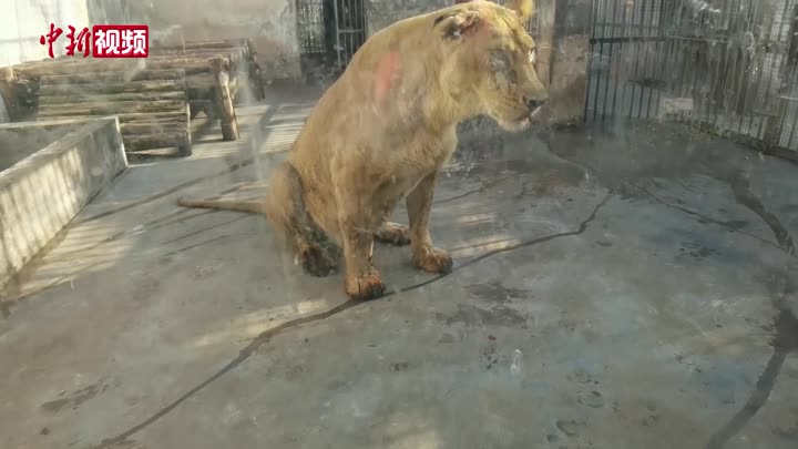 襄阳动物园：狮子自残实为伤口治愈中的“应激反应”