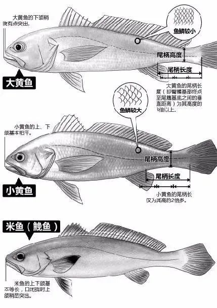 梅童鱼,那是鱼中洛丽塔。_凤凰网