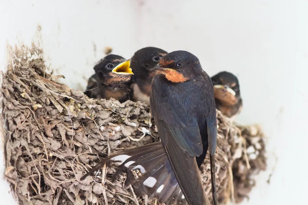 天下燕子一般黑?衔泥盖房小而美