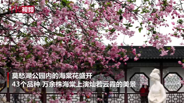 南京莫愁湖公园海棠花盛开 呈现“画意江南”