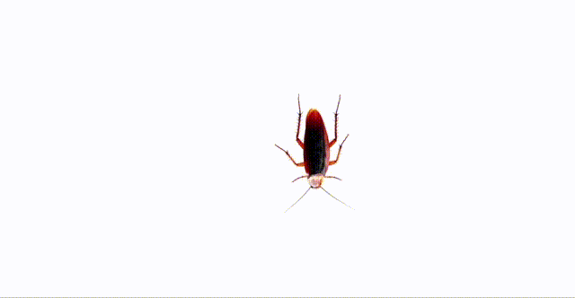 蟑螂动图gif图片