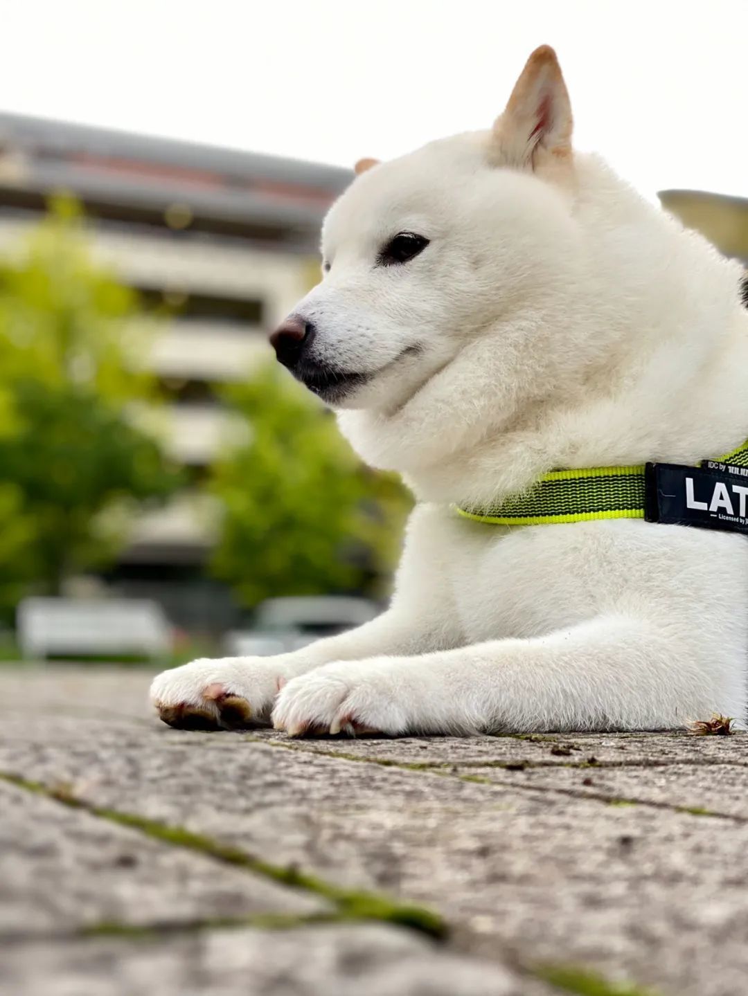 拿铁是一只6岁大的小肥柴.