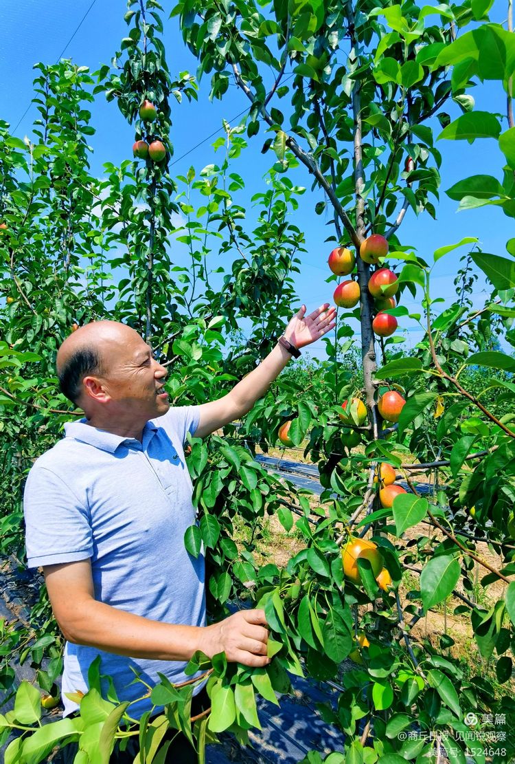 宁陵网红新"三宝":酥梨,葫芦和葡萄