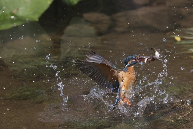 2021 LT10 | 谈佳能第二代全像素双核CMOS AF对拍摄的帮助