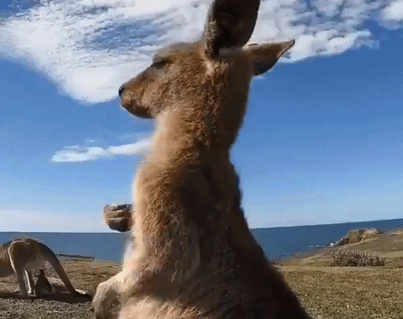 "袋鼠真的可以下腰吗?"管晨辰这个提问,网友直呼被萌到了!__凤凰网