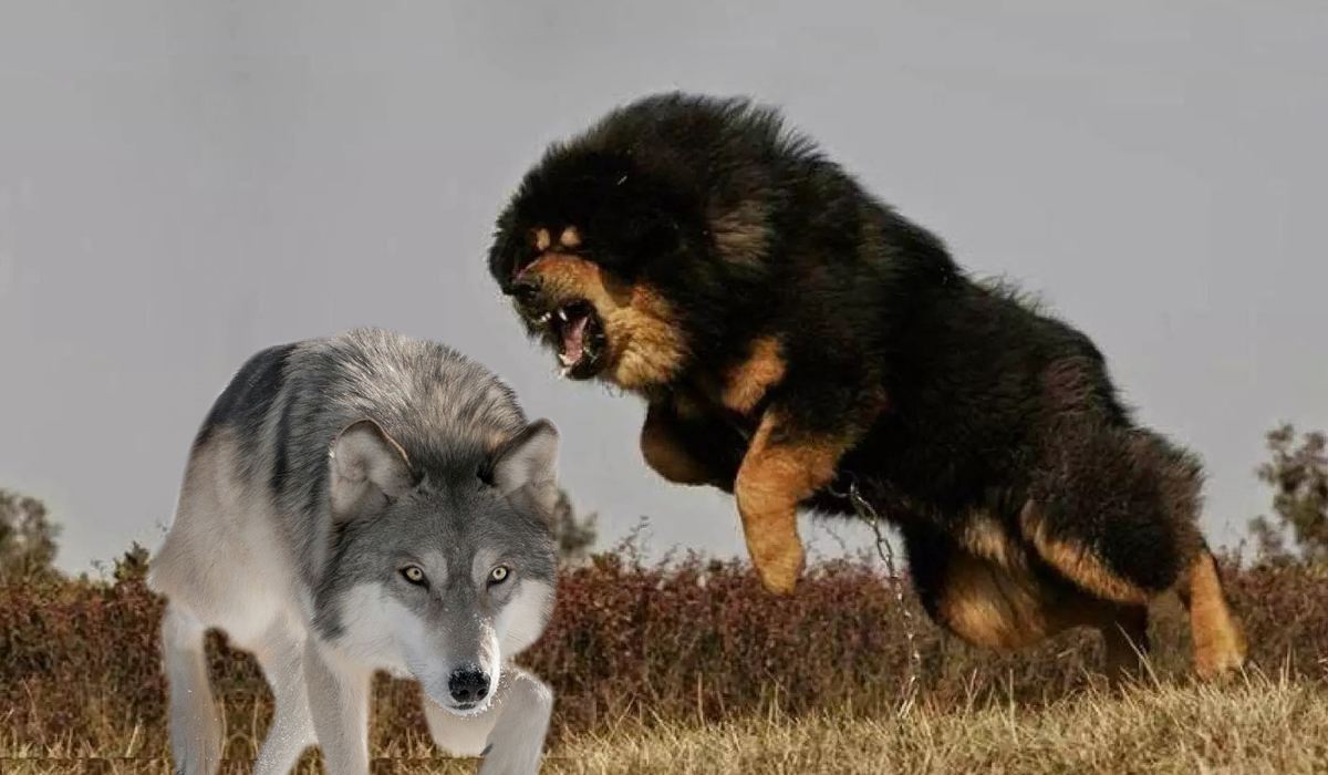 藏獒跟真正的野狼打架图片
