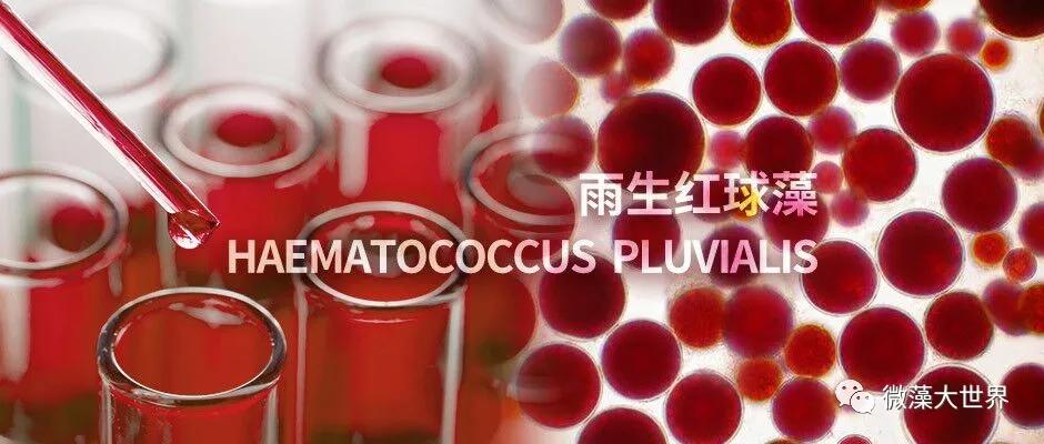 雨生红球藻的技术先进性与应用前景 __凤凰网