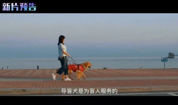 《快乐密码》将于国际盲人节上映 是我国内地首部以导盲犬为题材的院线电影