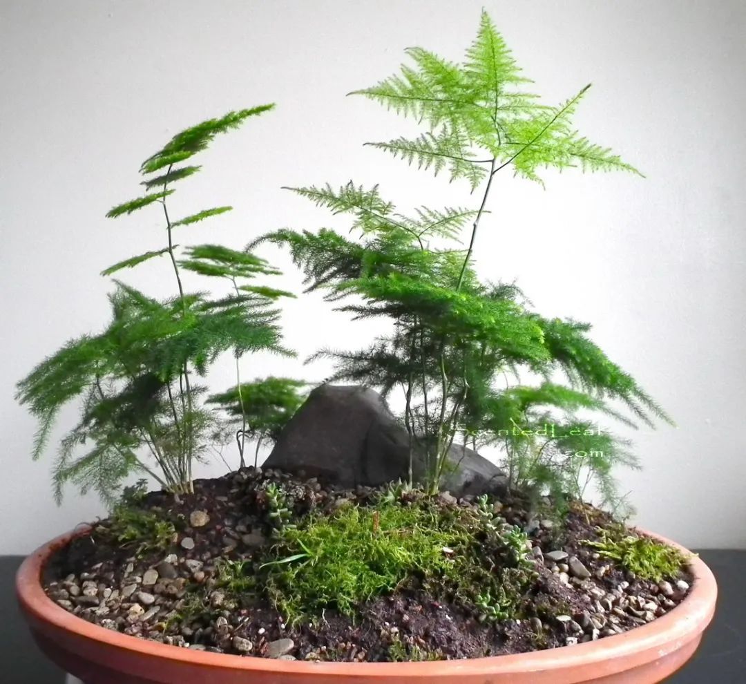 文竹、天门冬和蓬莱松的养护指南,这三种观叶绿植很值得养一盆__凤凰网