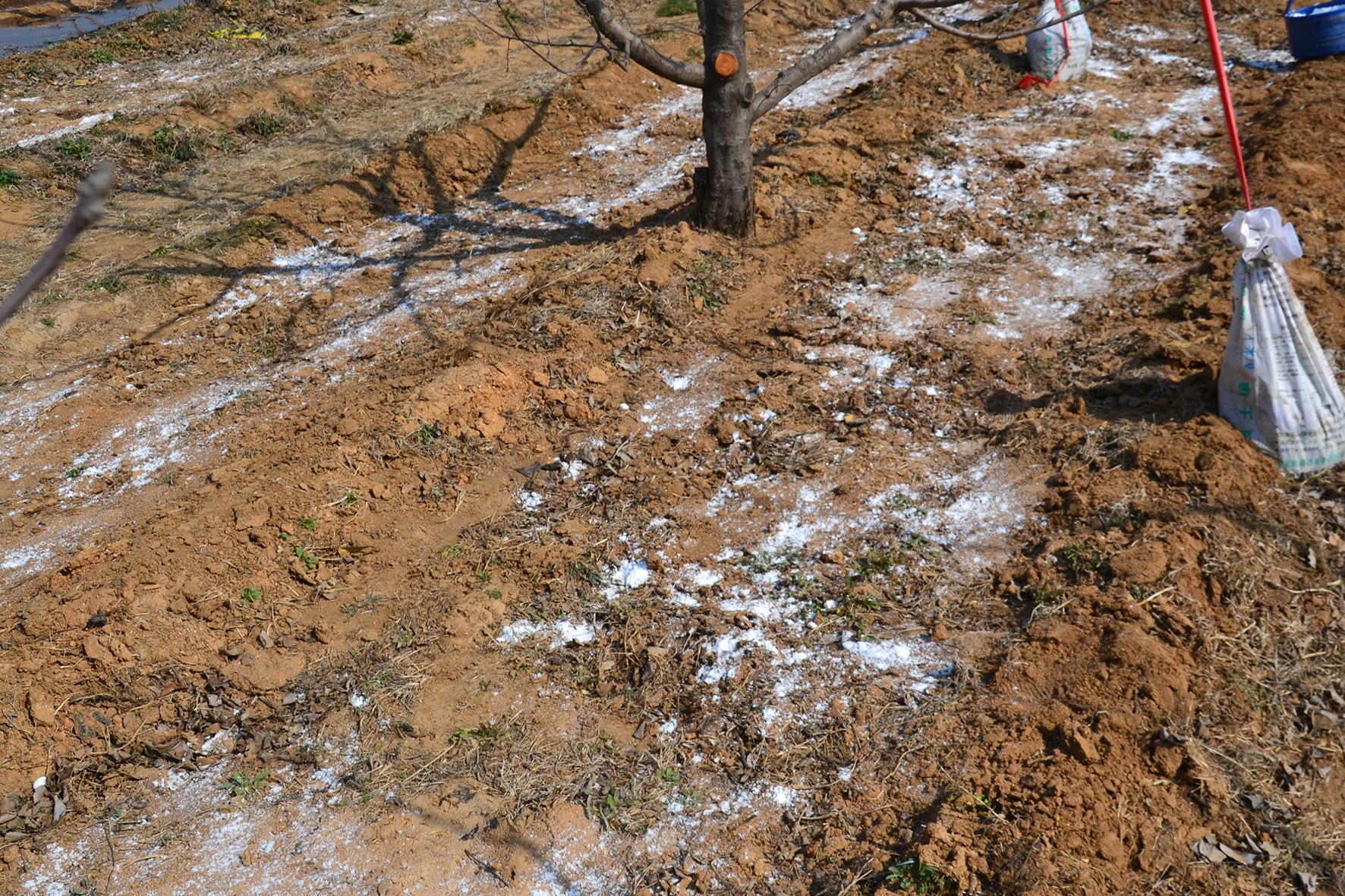 生石灰里面不含有有机质,虽然是碱性的,能够中和土壤的酸性,但是也