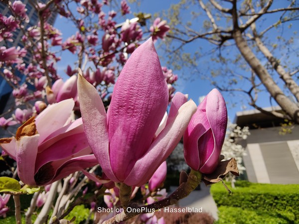 一加9 pro微距样张