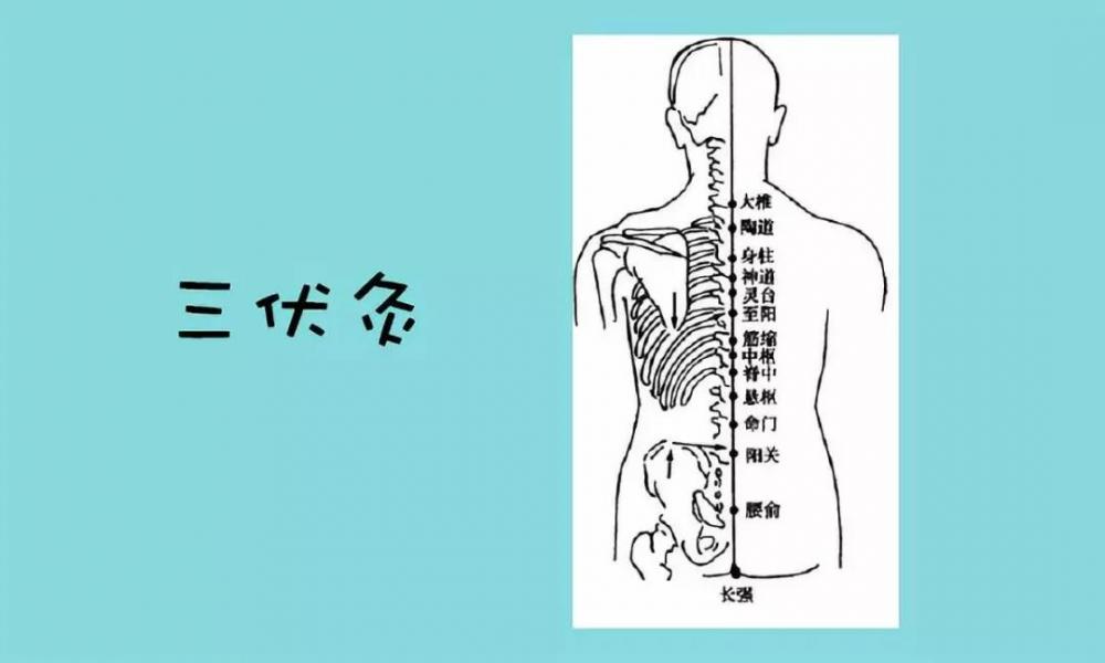 最近朋友圈被三伏灸刷屏了,为什么这么火?