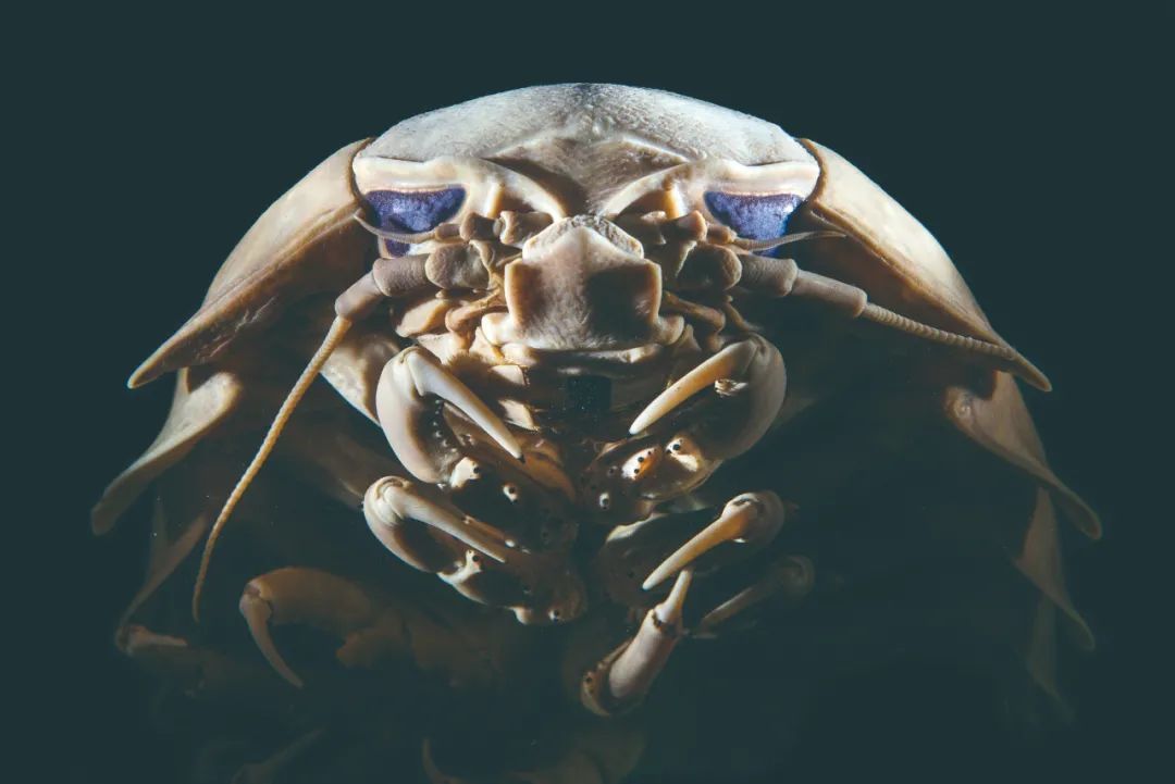 得了巨人症的深海动物