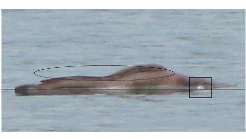 湛江湖光岩水怪之谜:揭秘__凤凰网