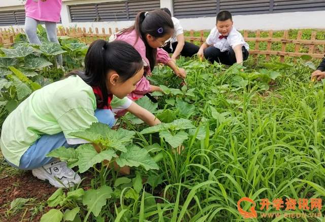 推進勞動教育:三岔湖小學開展