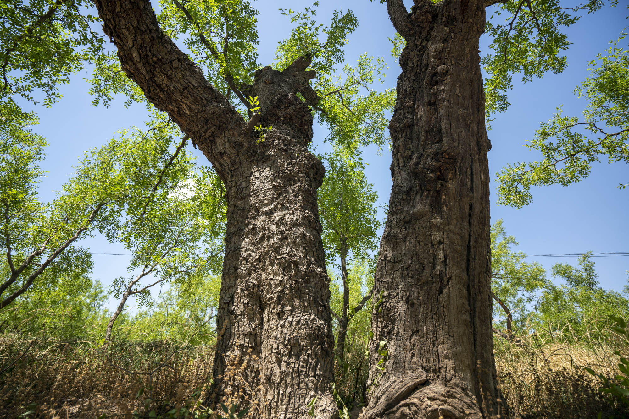 走进(稷山)国家板枣公园,你会发现枣树林犹如一座天然艺术宫殿,它盘根