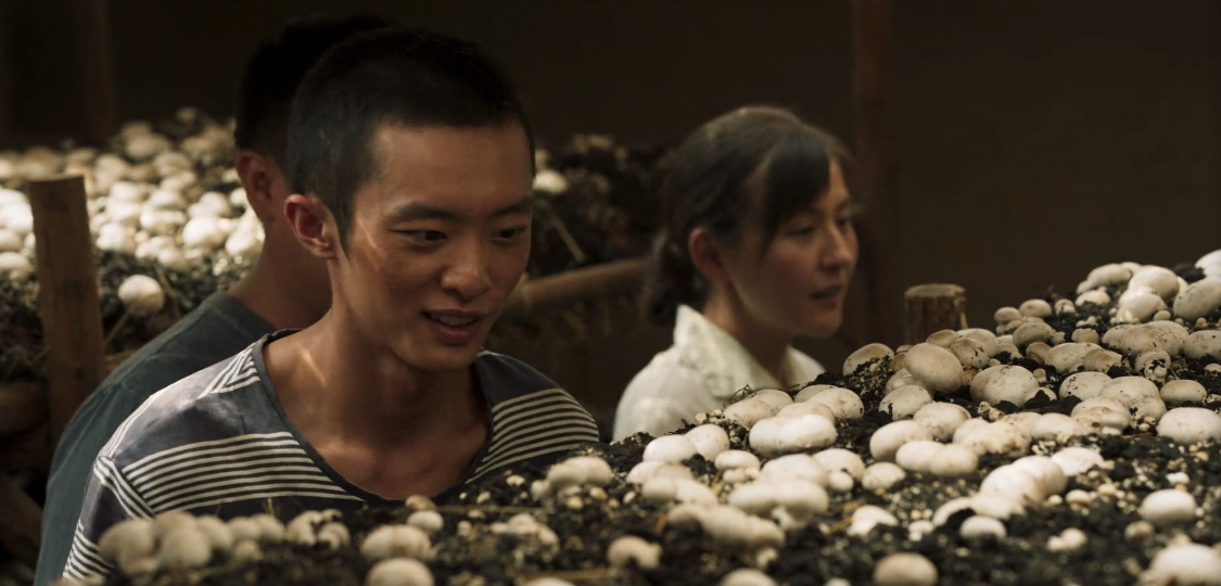 开年神剧追了16集山海情对双孢菇都有感情了