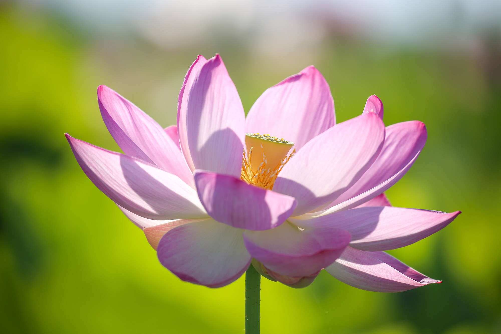 赏莲好去处,宁夏沙湖万亩荷花竞相开放!__凤凰网