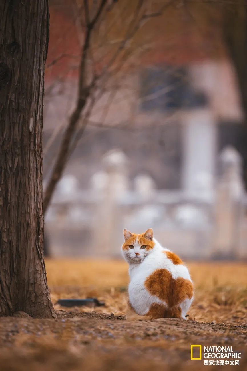 故宫的猫比雪好看太多了