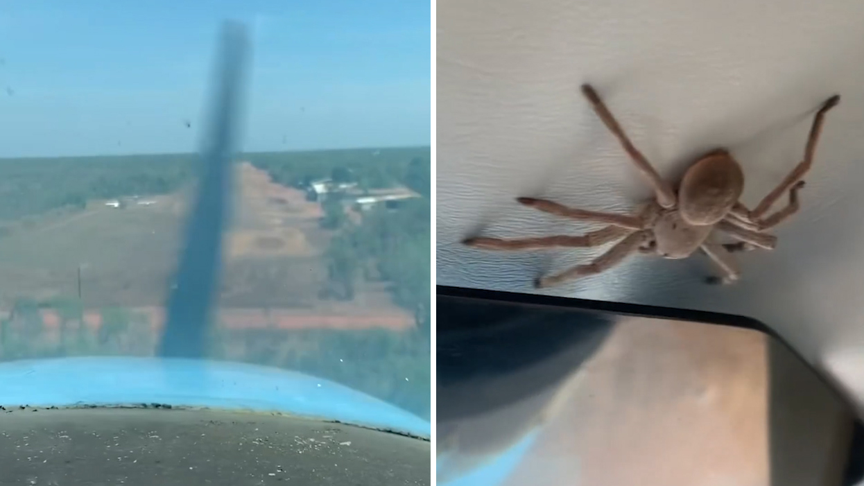噩梦飞行途中15厘米长蜘蛛掉到飞行员腿上