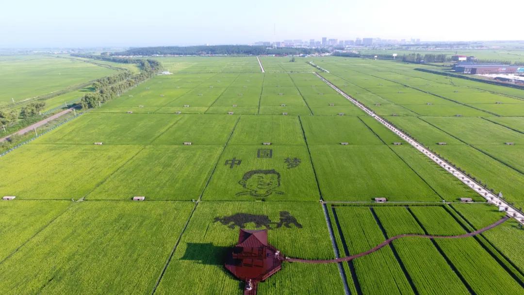 黑龙江省五常市现代农业产业园:依托优势特色水稻产业