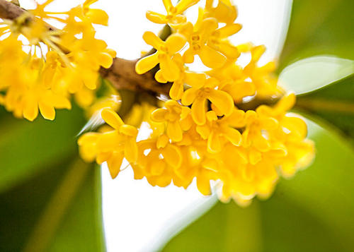 民间有女十二花神传说 一般人都认不全