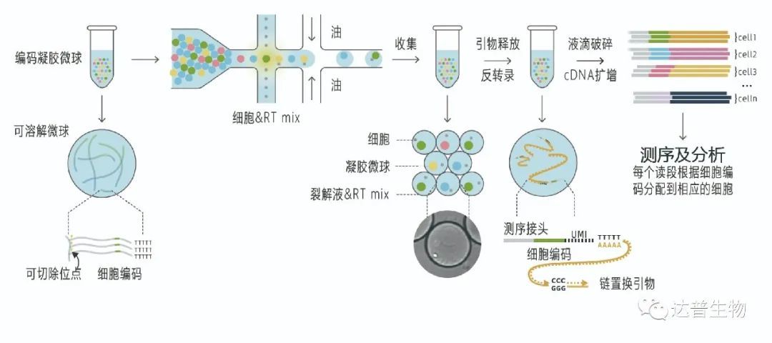 全流程自主研发拓展单细胞研究达普生物发布星海单细胞测序系统