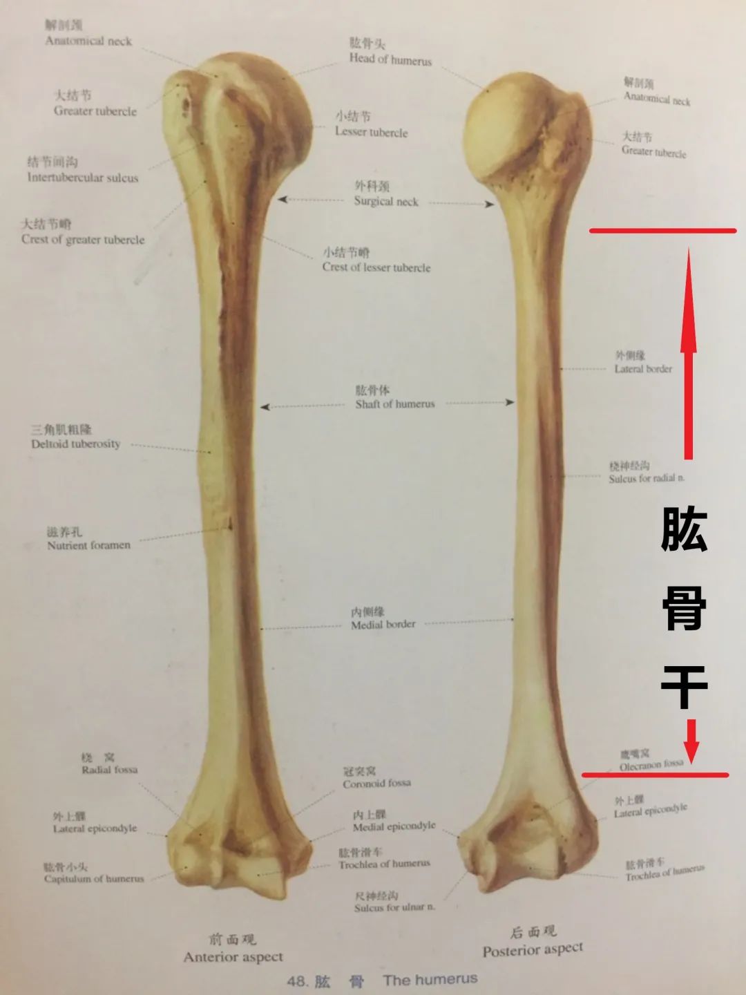 肱骨的3D解剖_哔哩哔哩_bilibili