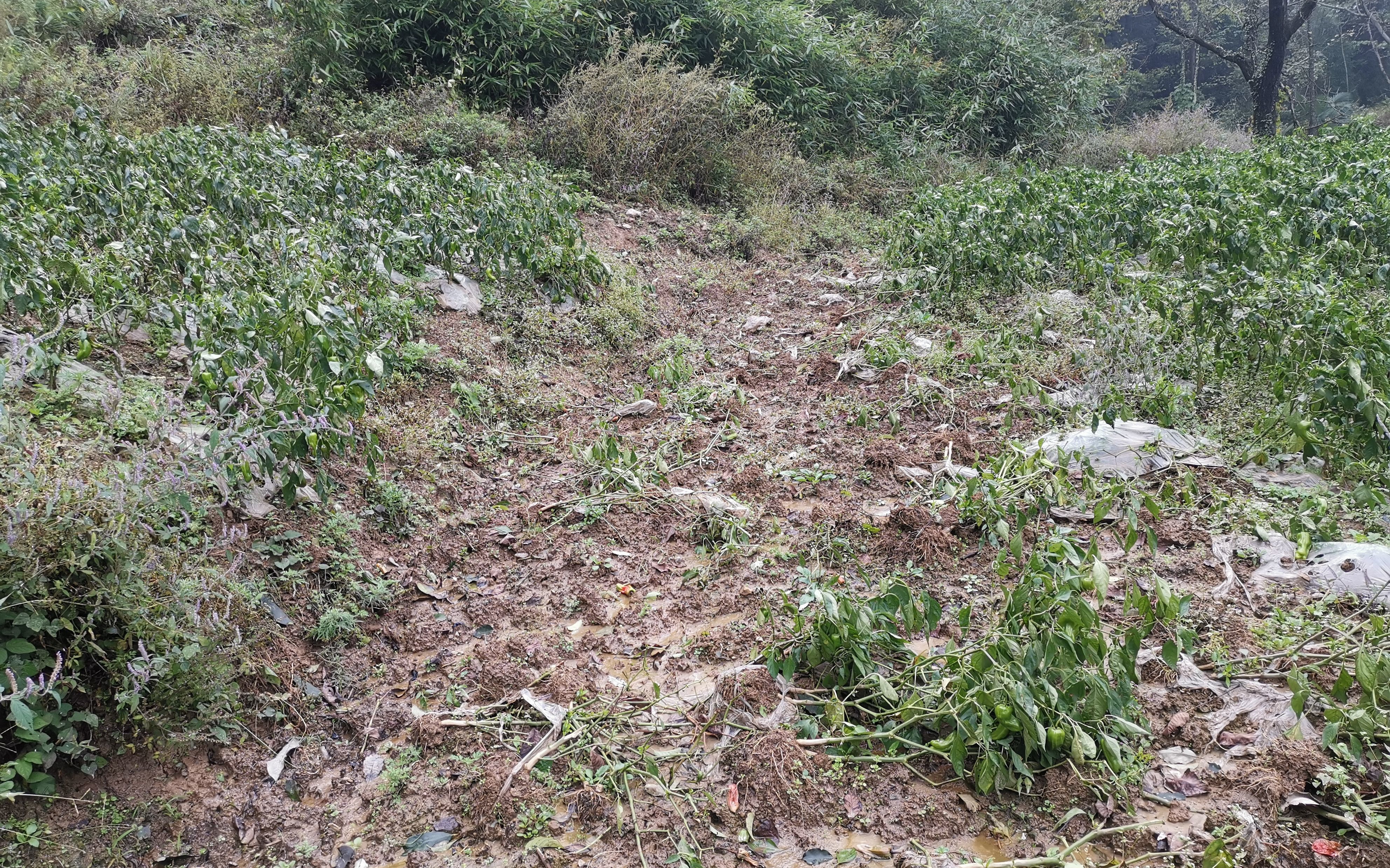 10月14日,朝天区白鹰村赵金来的辣椒地,被野猪蹚出了一条泥泞的道路。新京报记者 周怀宗 摄