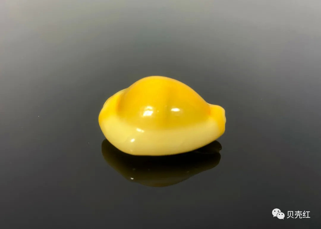 深圳市海之洋贝壳博物馆馆藏标本中文学名:货贝俗名:黄宝螺拉丁文学名